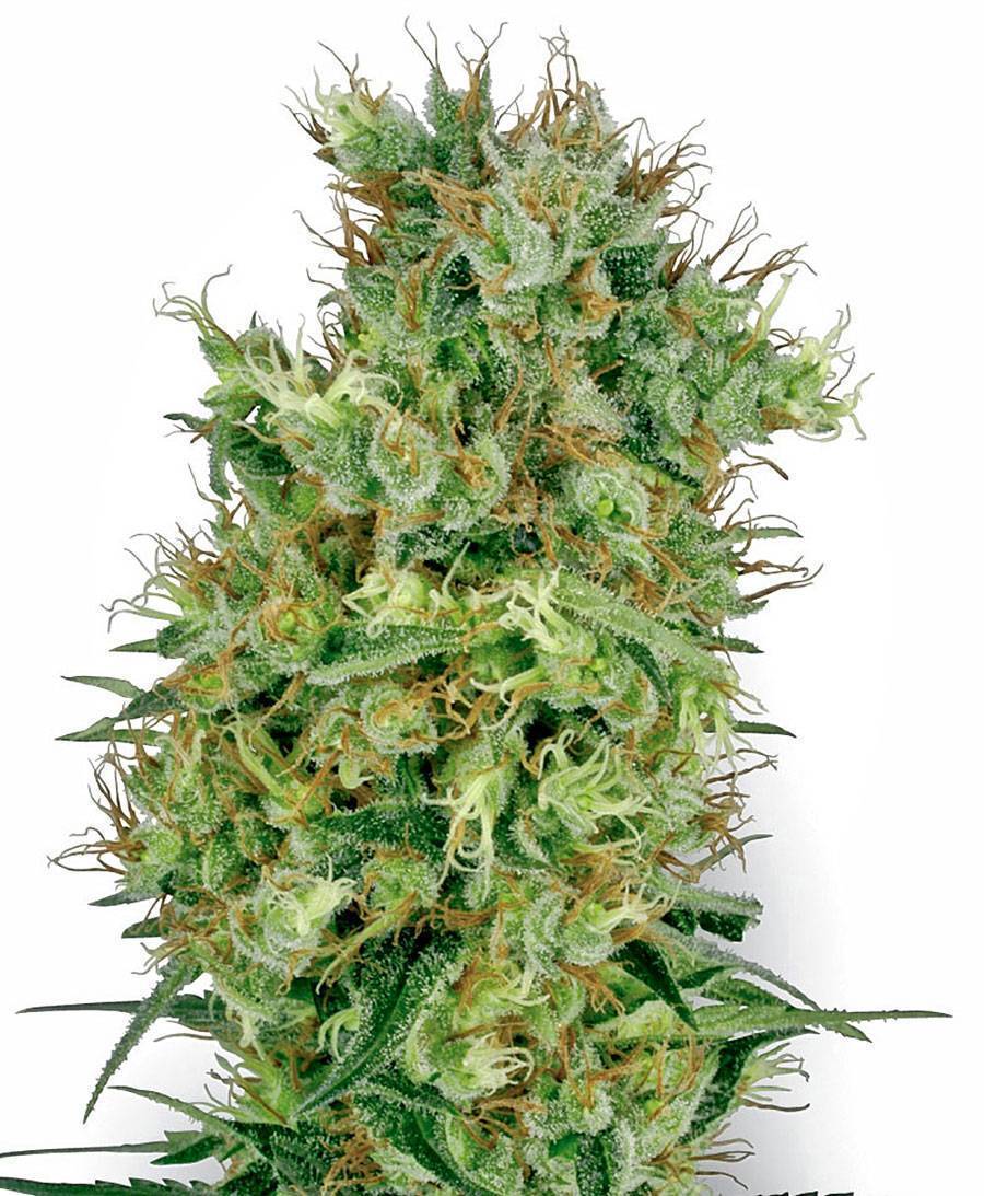 Cannabis-Samen bestellen mit guter Erfahrung - WSE DE