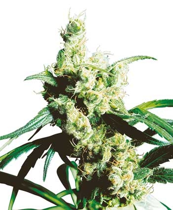 Silver Haze - 10 Samen | Hanfsamen diskret bestellen